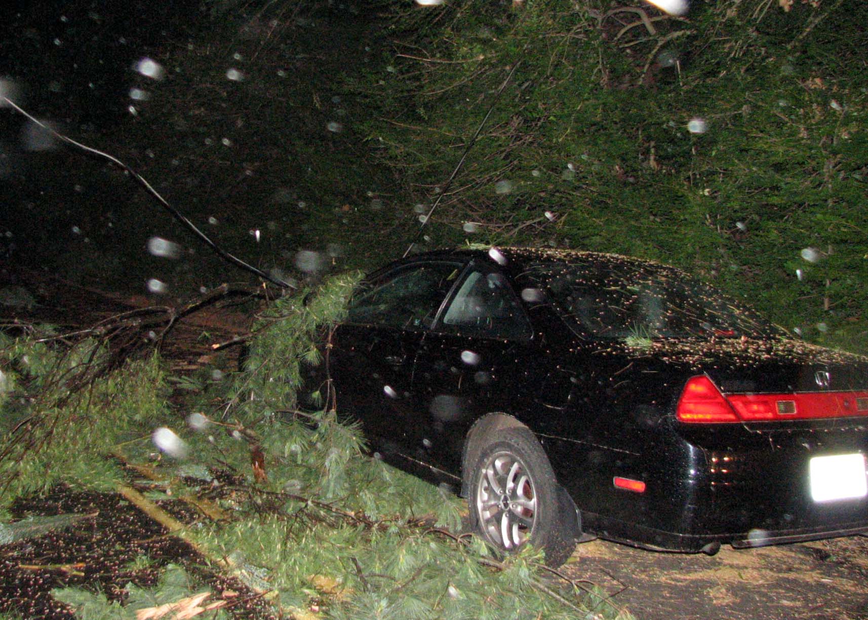 tree lands on car